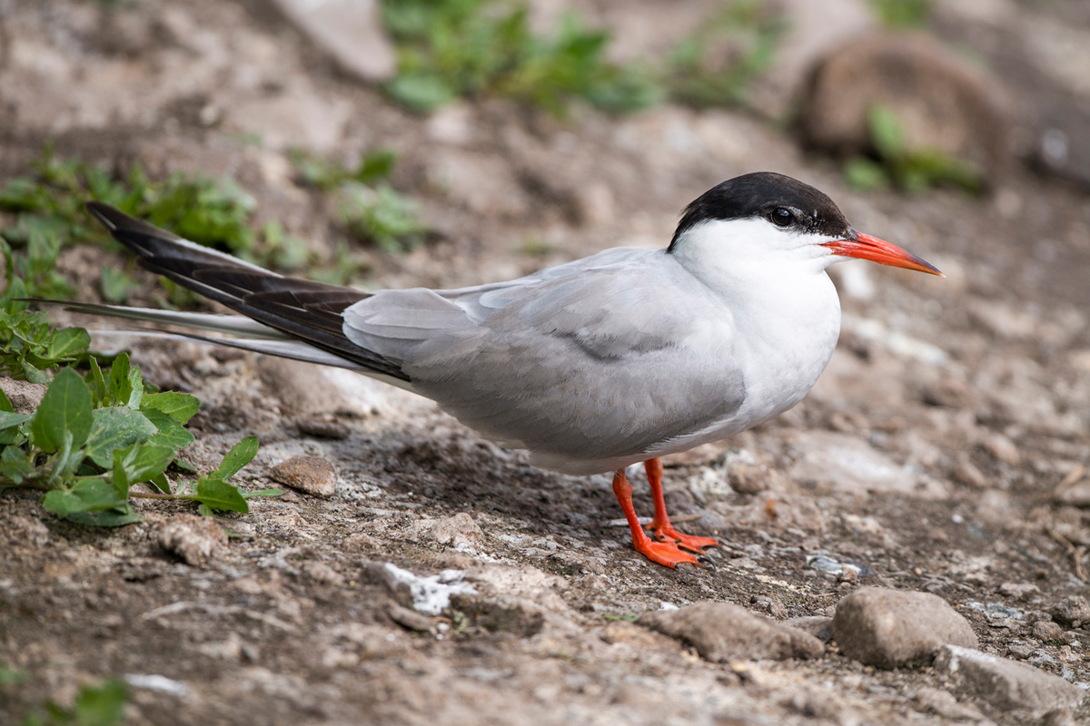 Common Tern