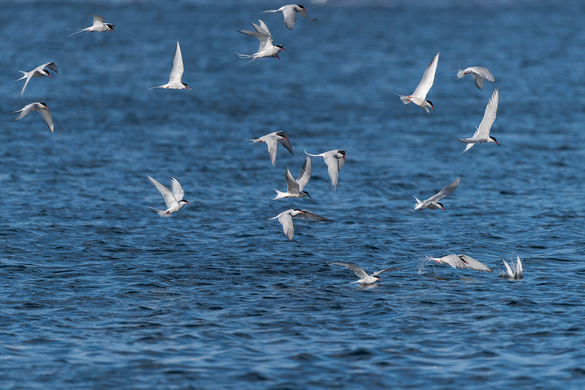 Common Tern