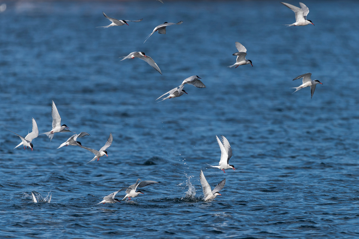 Common Tern