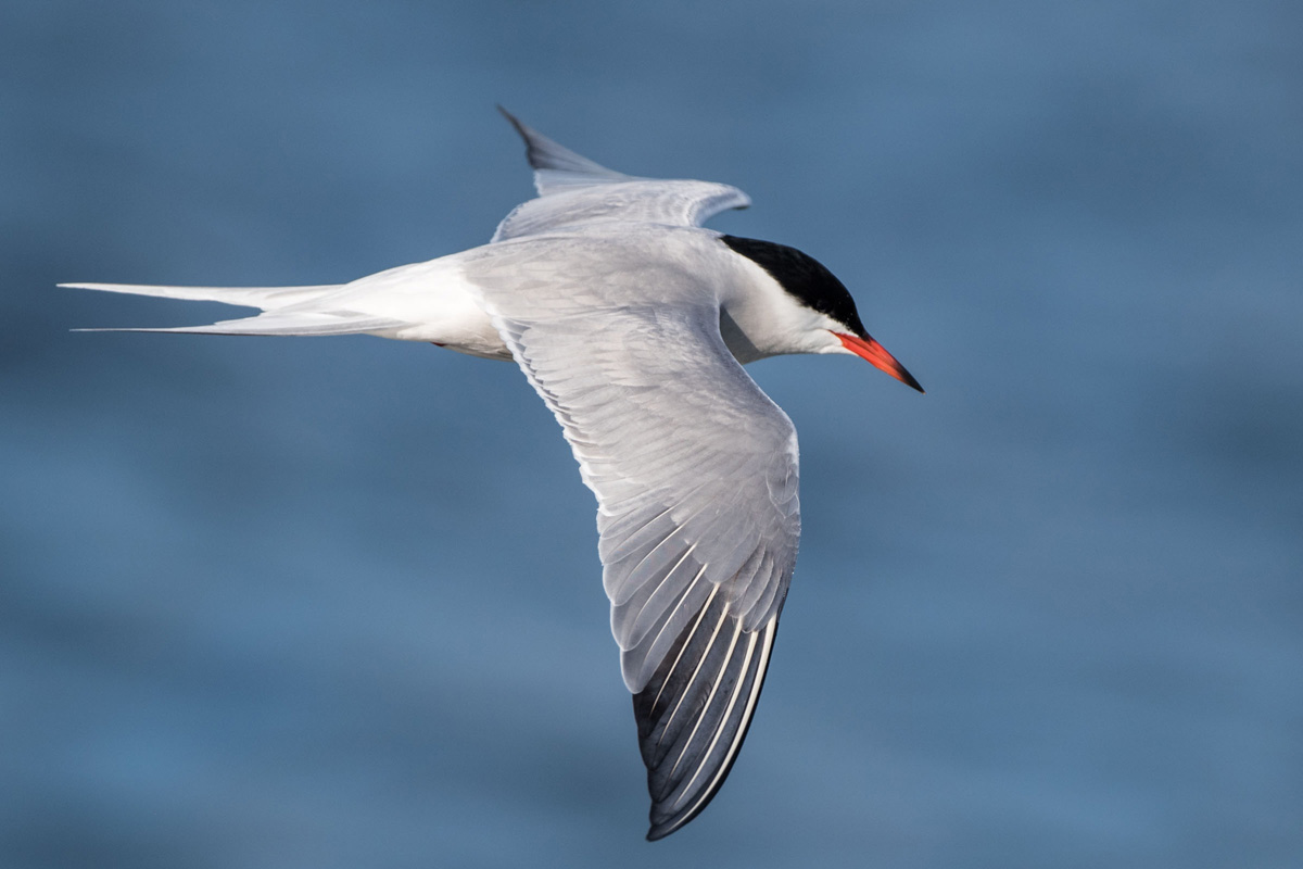 Common Tern