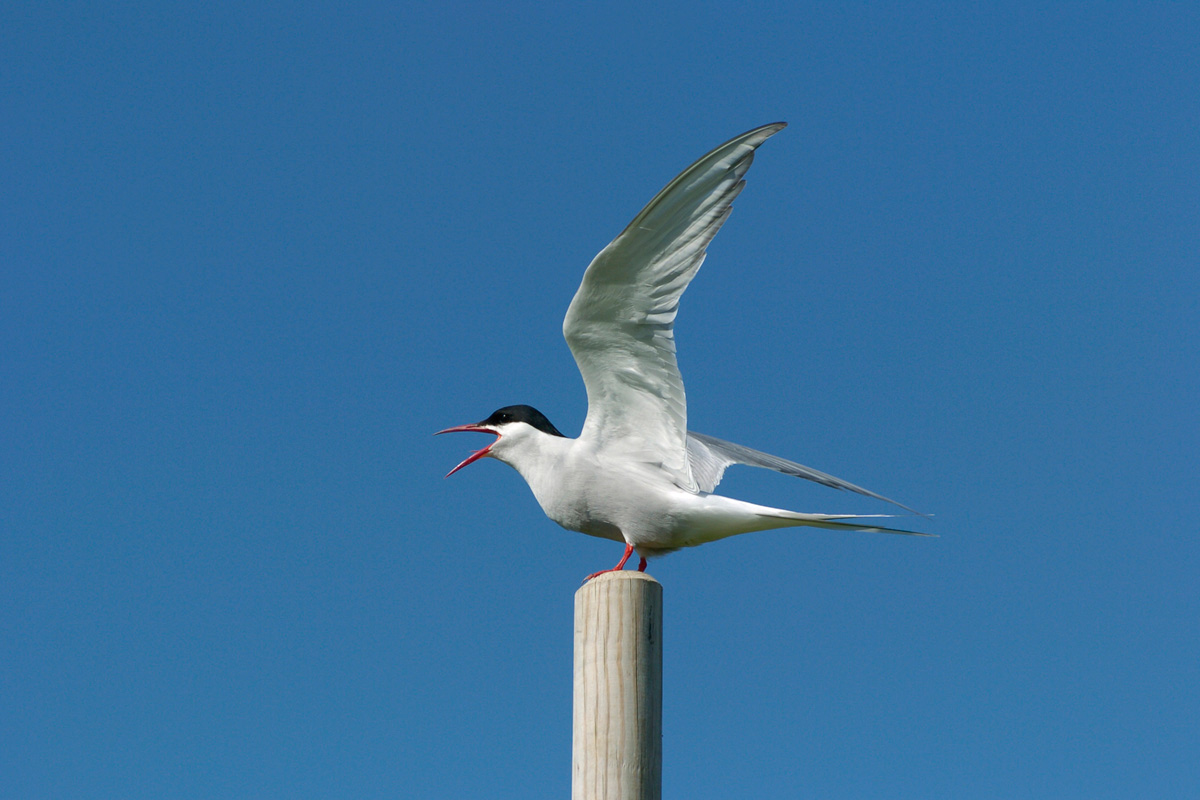 Arctic Tern