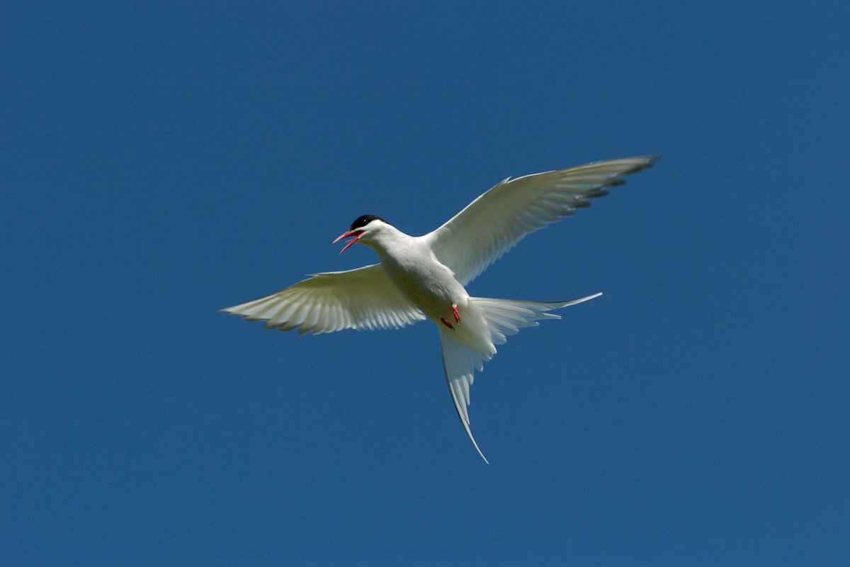 Arctic Tern