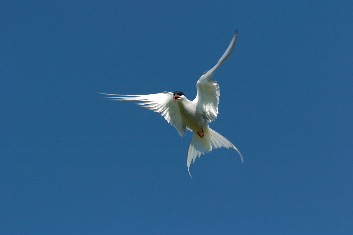 Arctic Tern