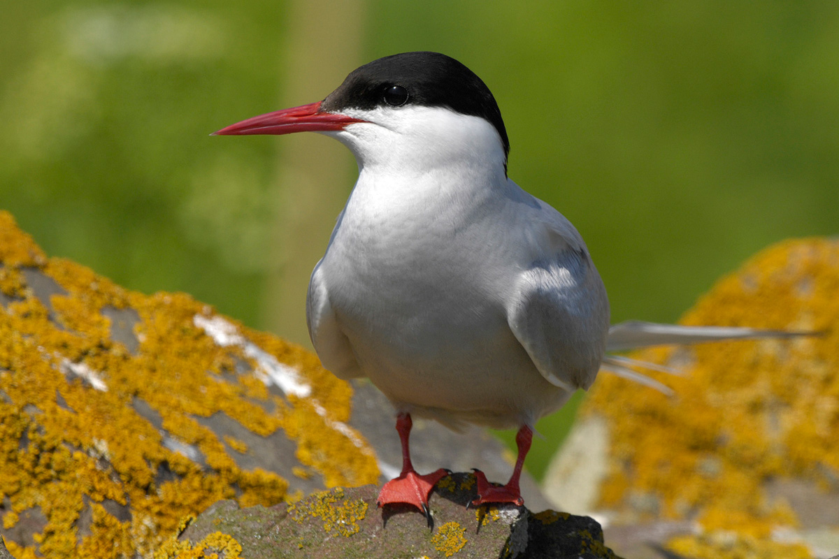 Arctic Tern