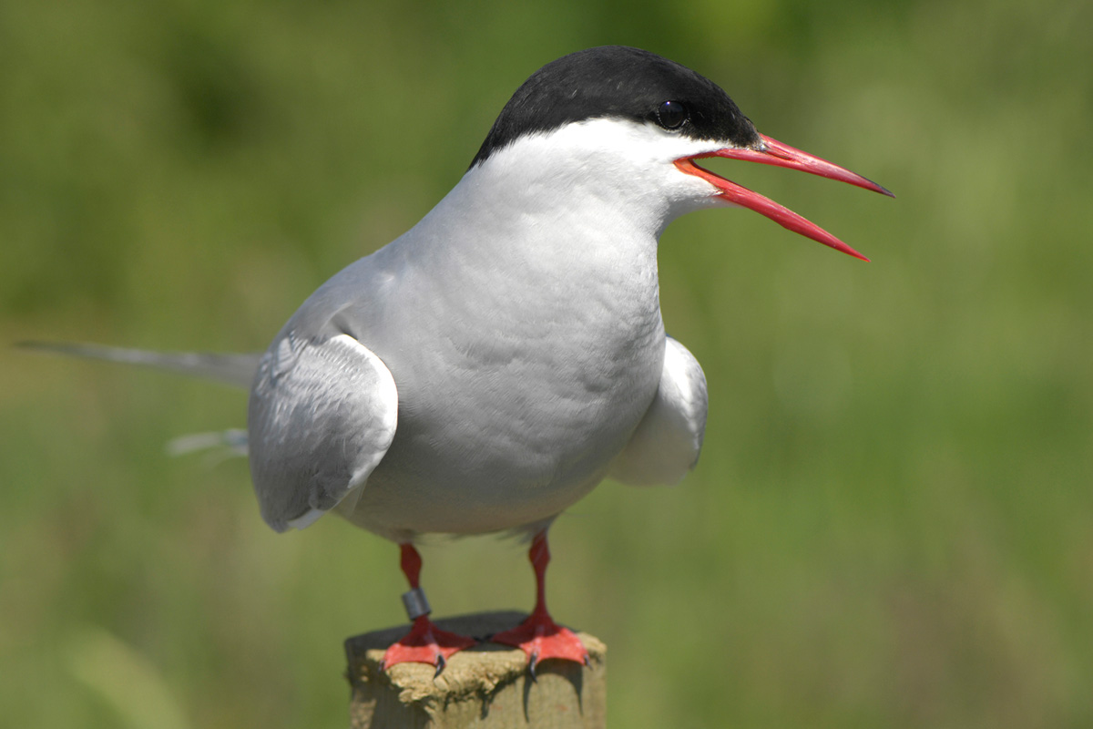 Küstenseeschwalbe