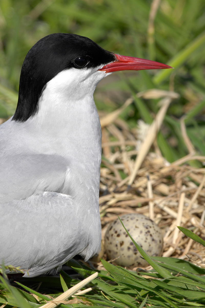 Arctic Tern