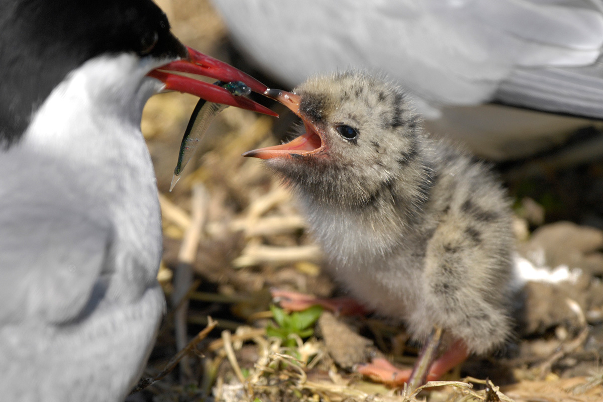 Arctic Tern