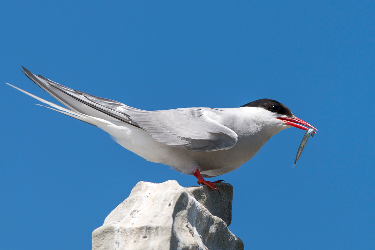 Arctic Tern