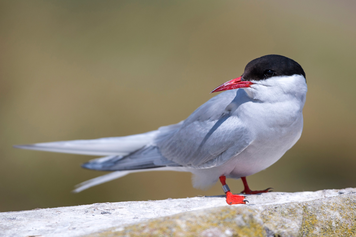 Arctic Tern