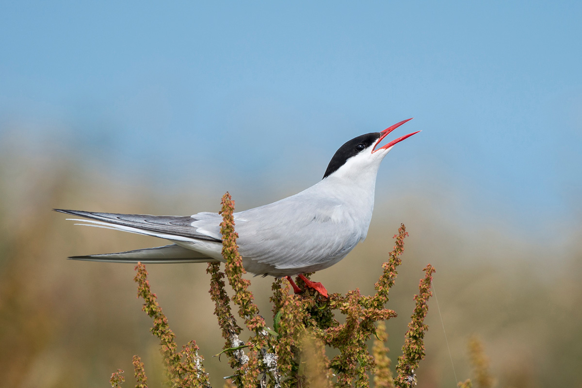 Arctic Tern