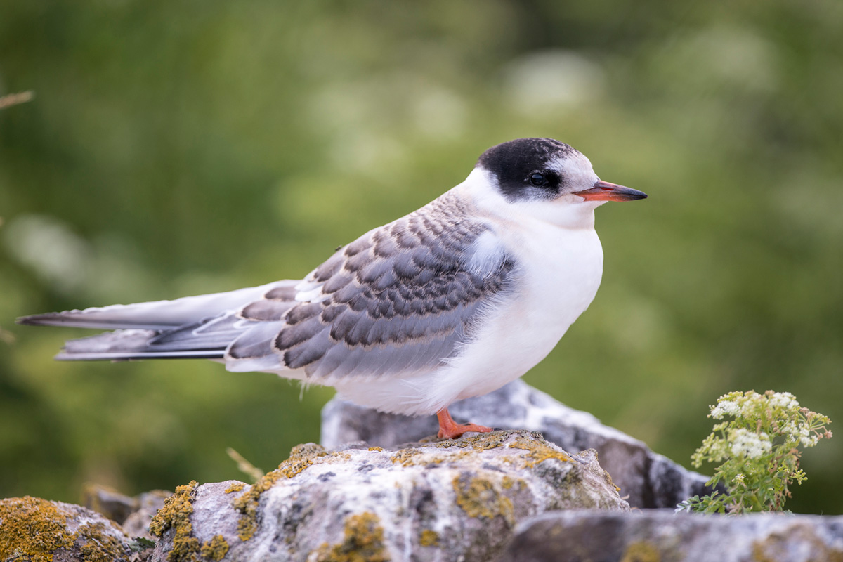 Arctic Tern