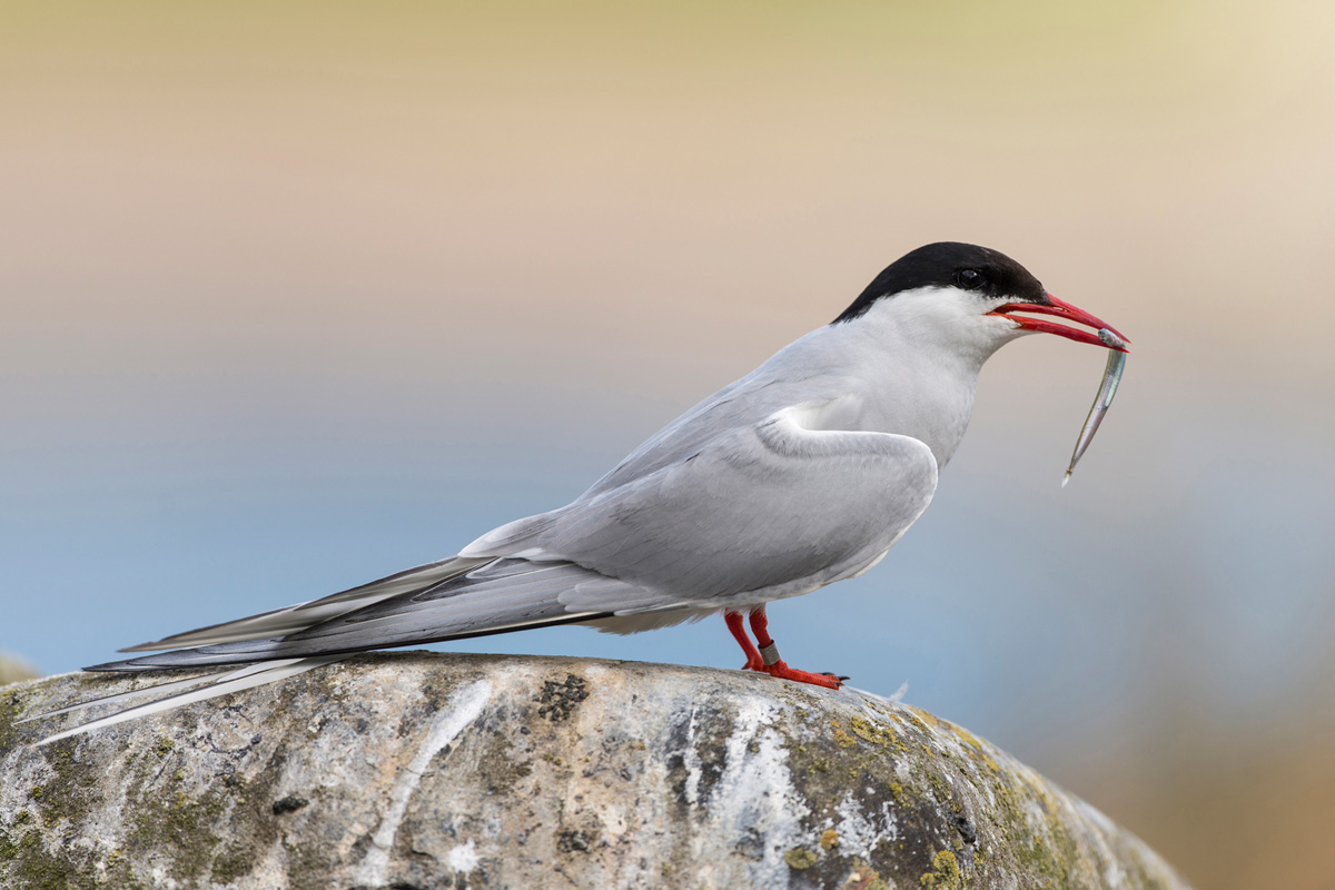 Arctic Tern