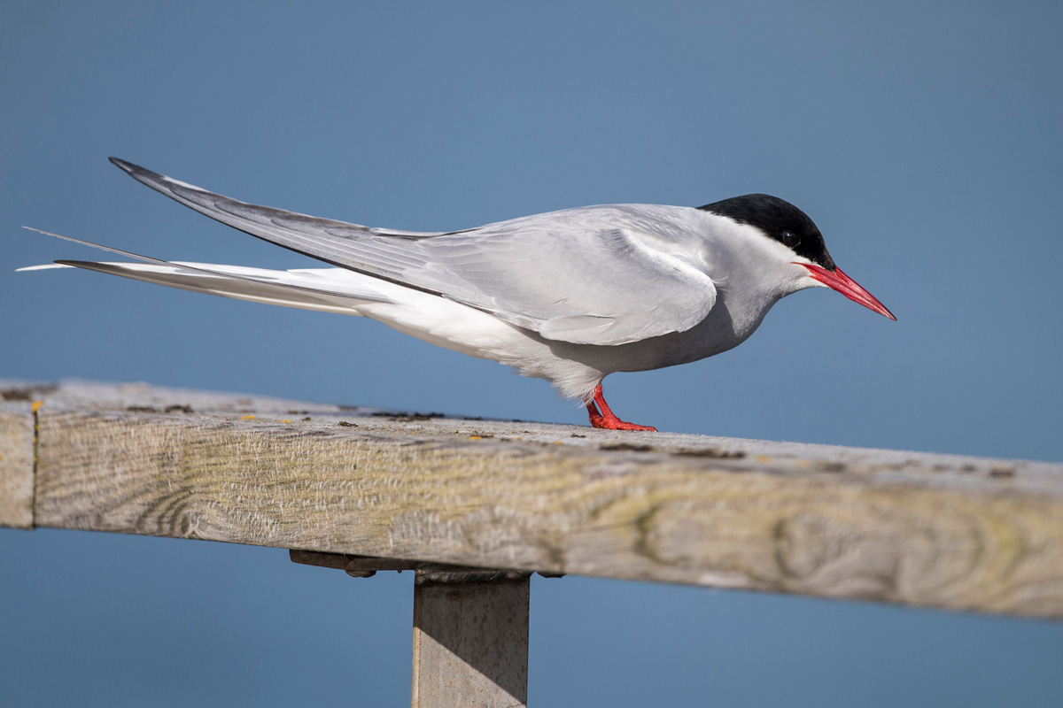 Arctic Tern