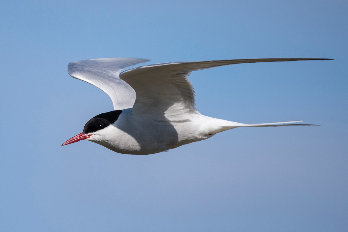 Arctic Tern