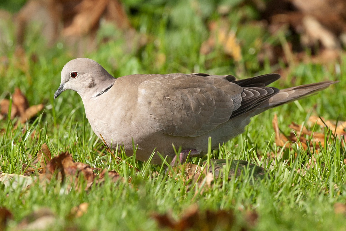 Eurasian Collared Dove