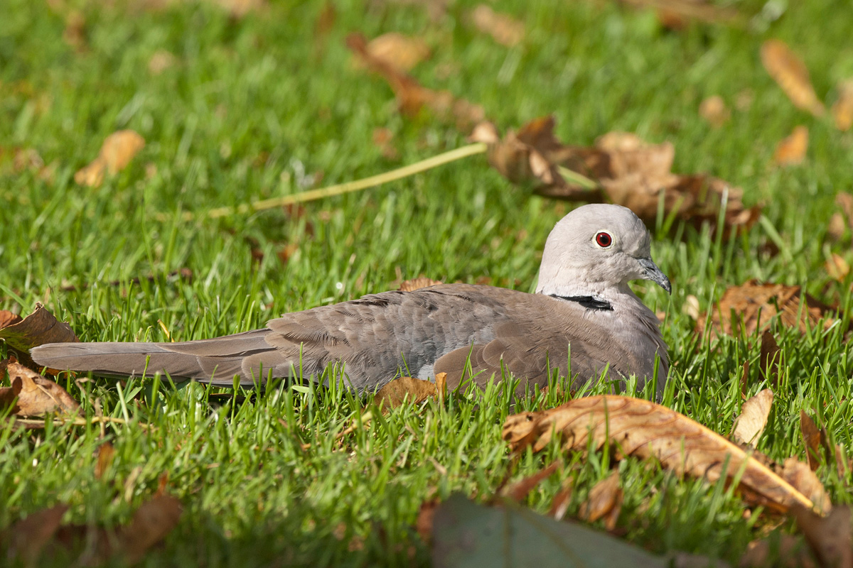 Eurasian Collared Dove