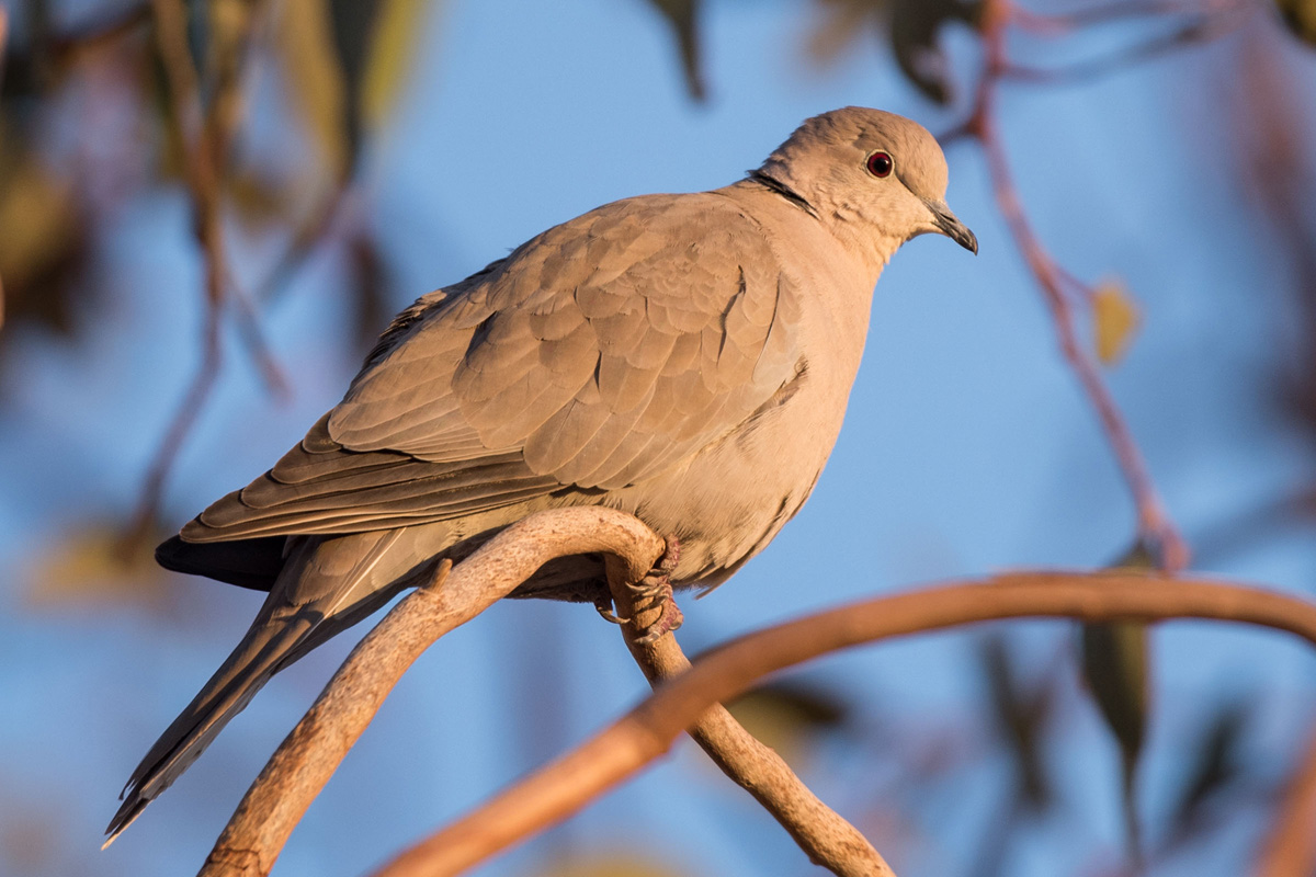 Eurasian Collared Dove