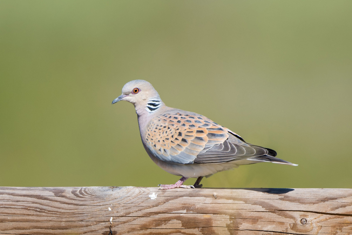 European Turtle Dove