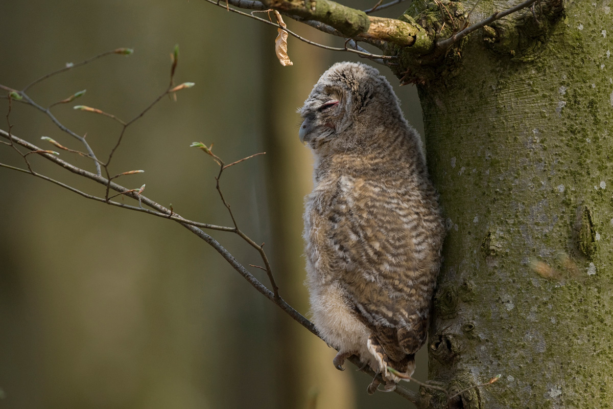 Tawny Owl