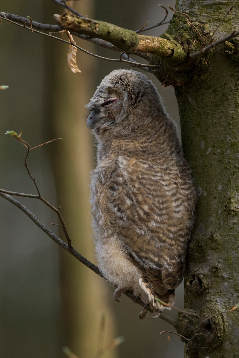 Tawny Owl