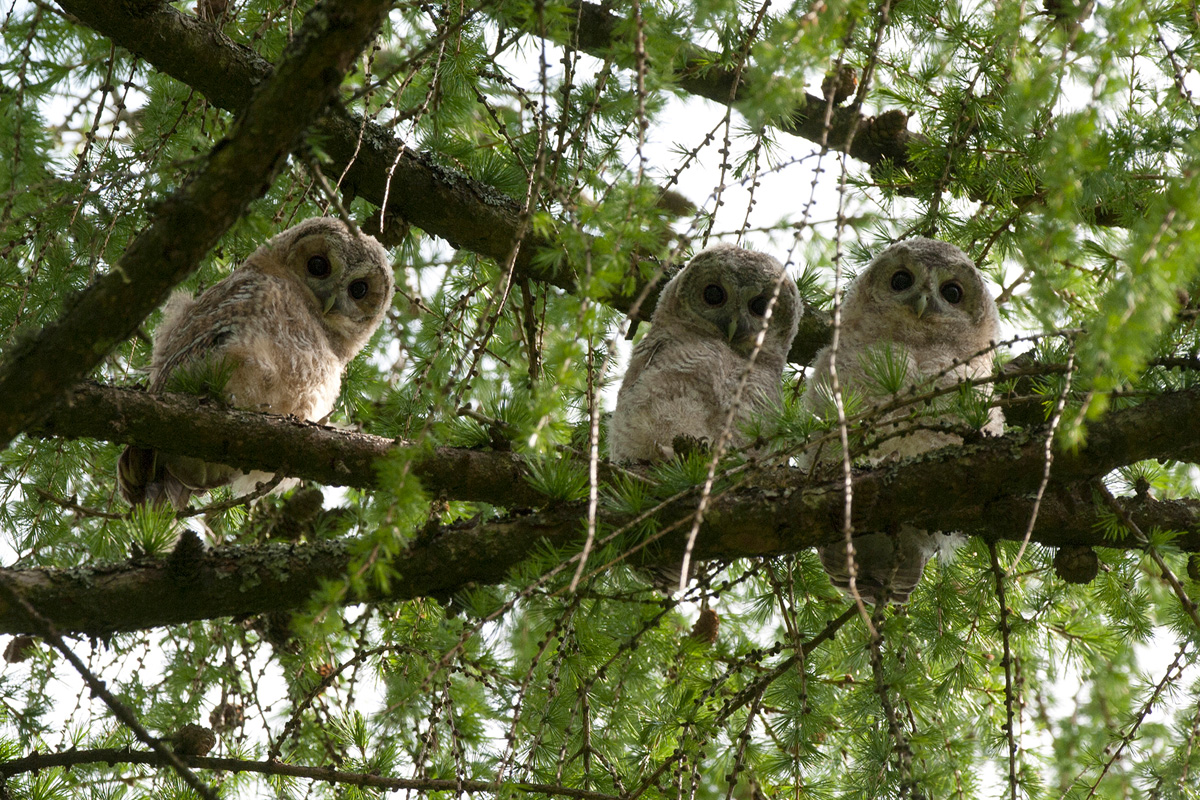 Tawny Owl