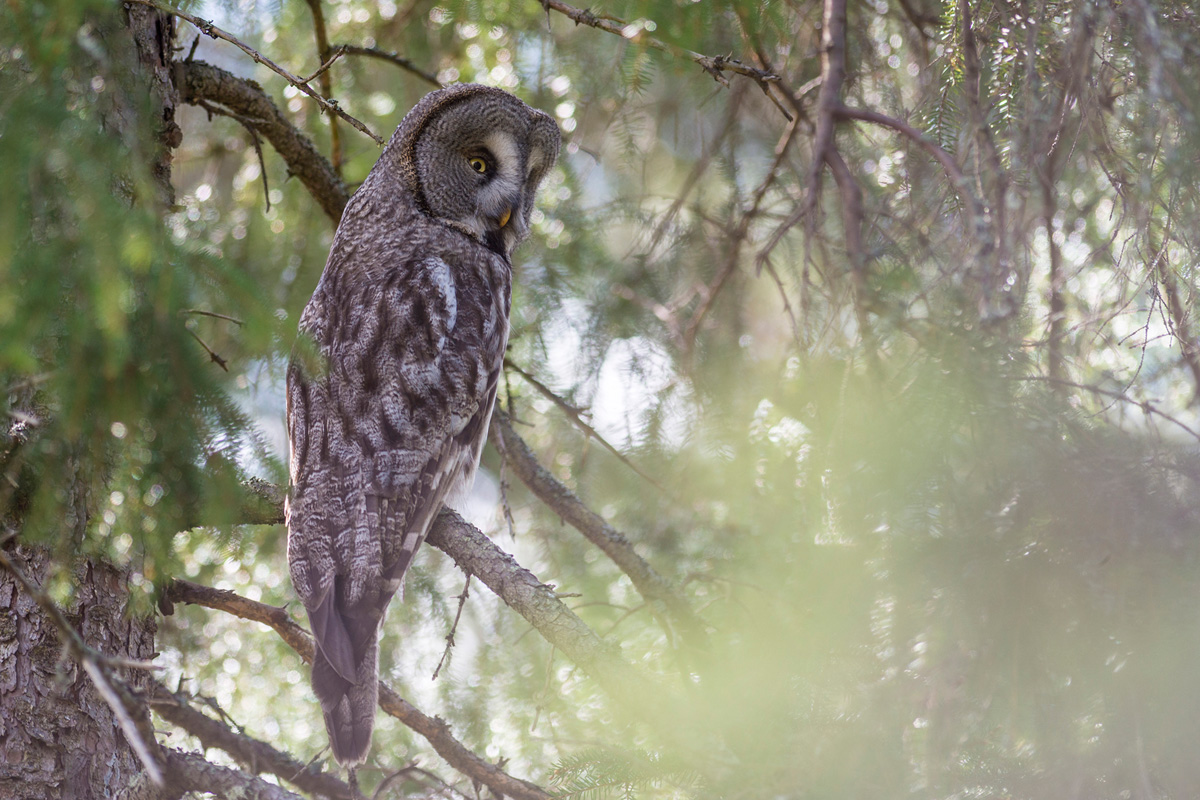 Great Grey Owl