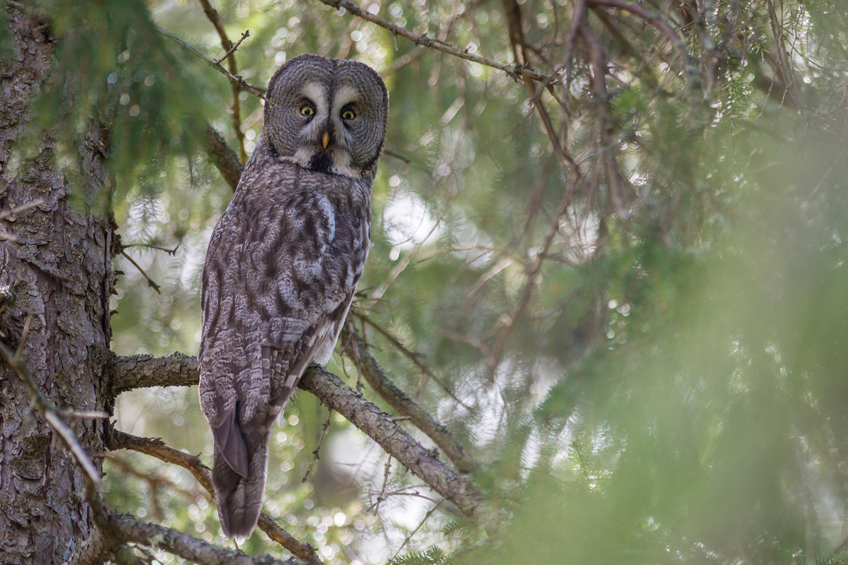 Great Grey Owl