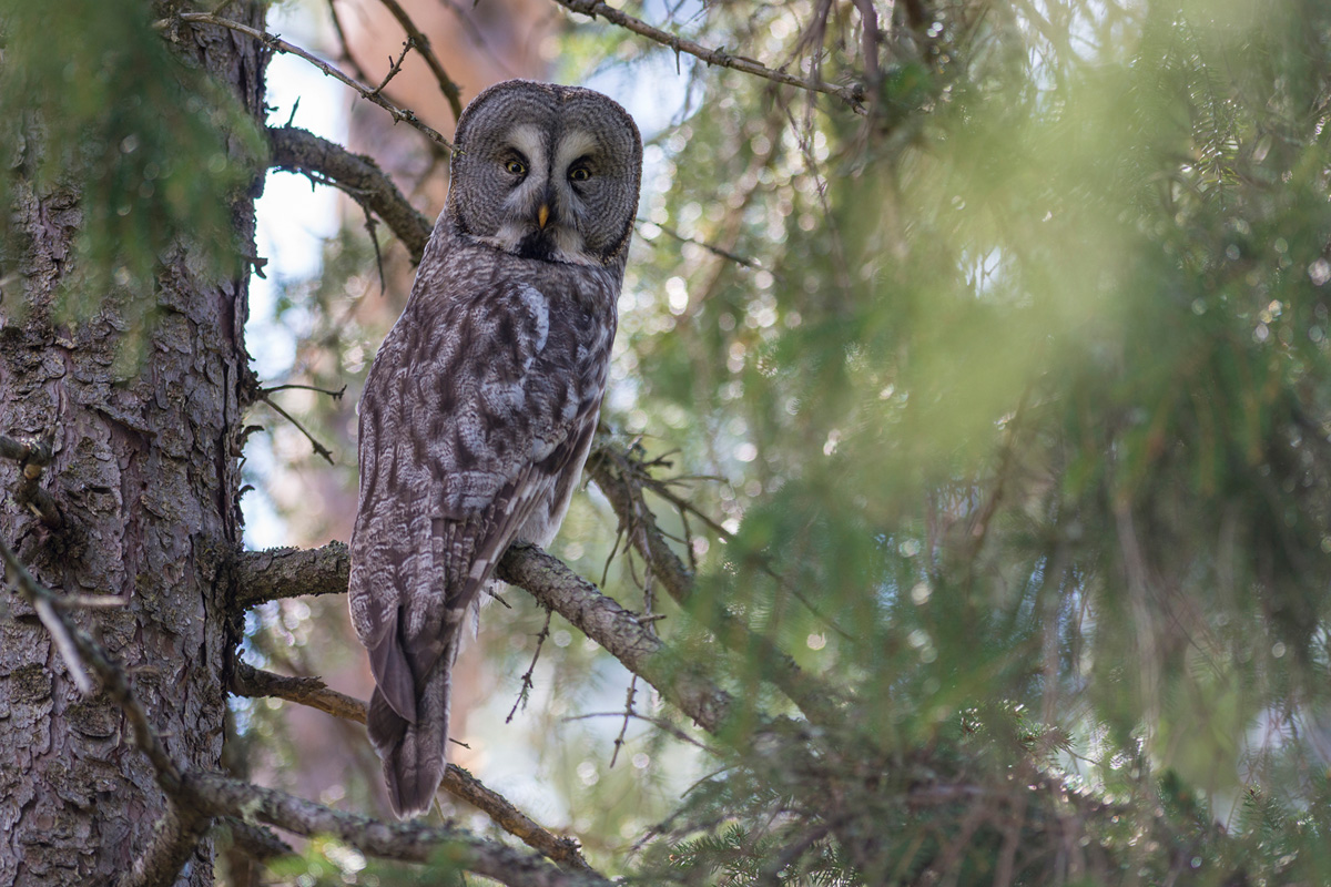 Great Grey Owl