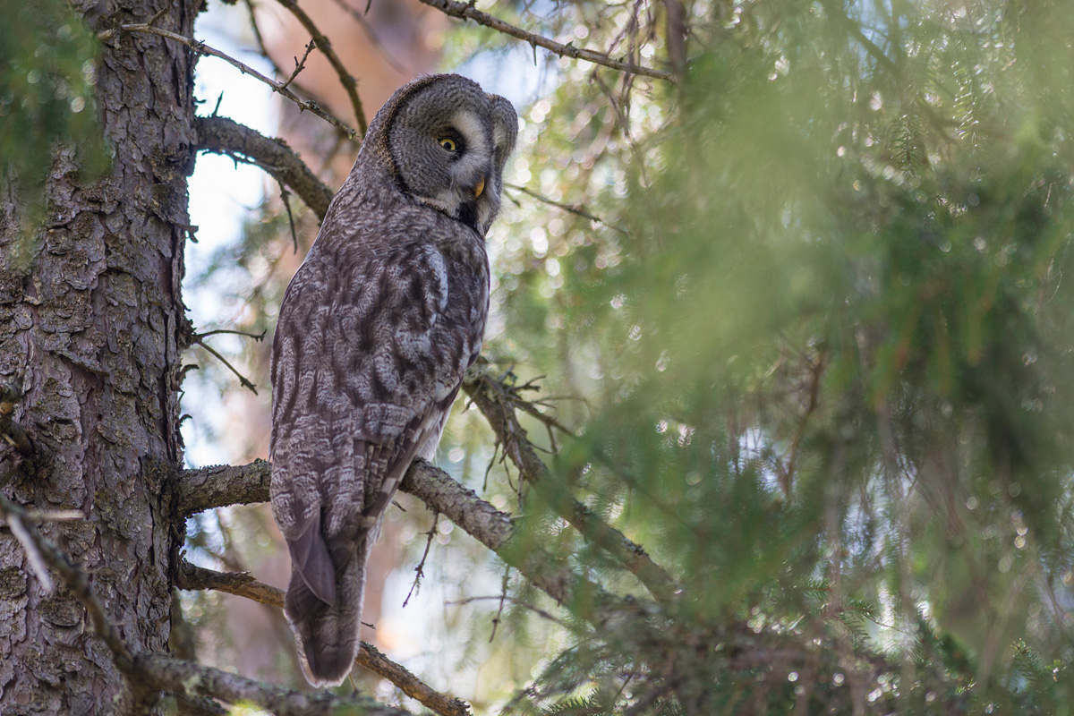 Great Grey Owl