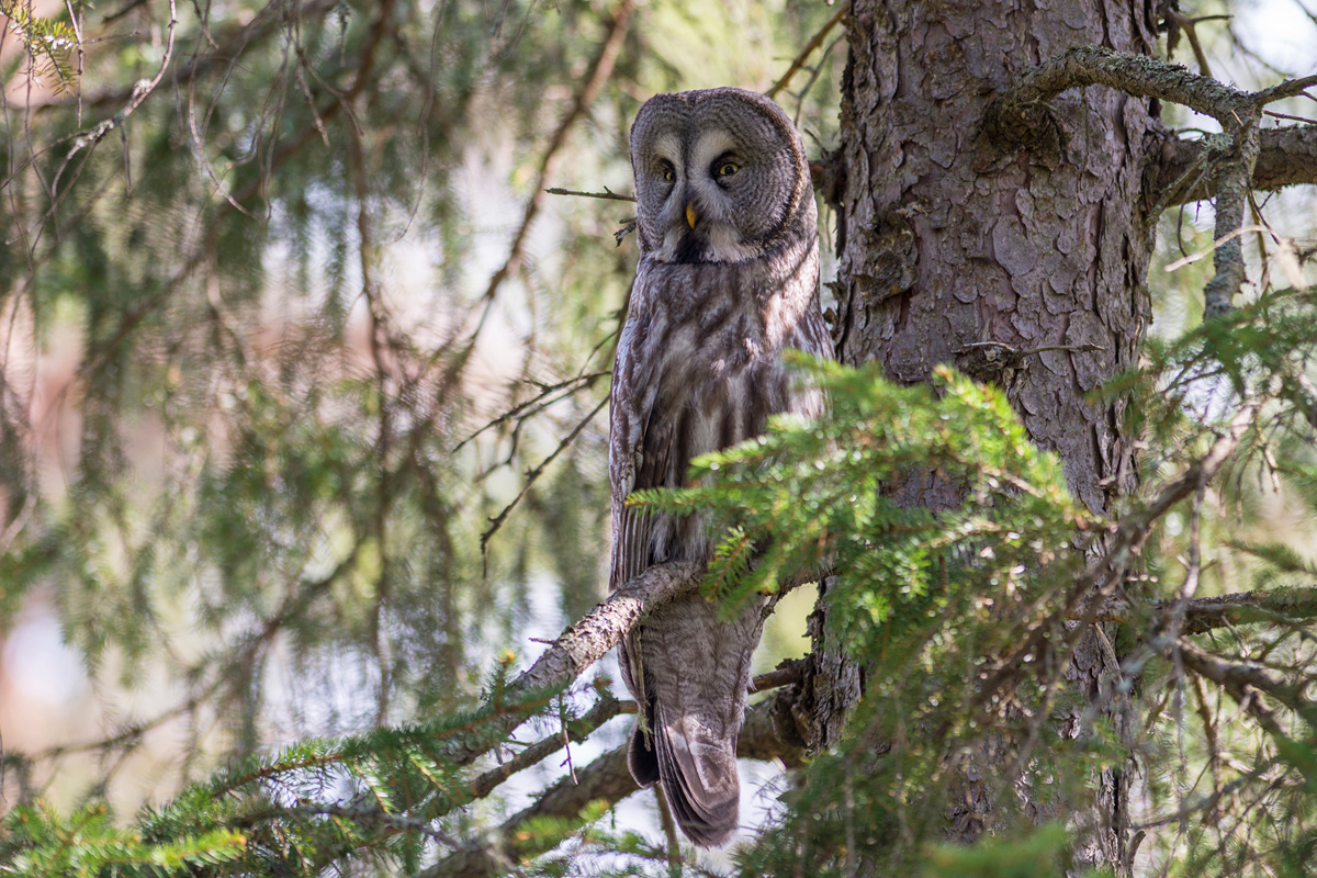 Great Grey Owl