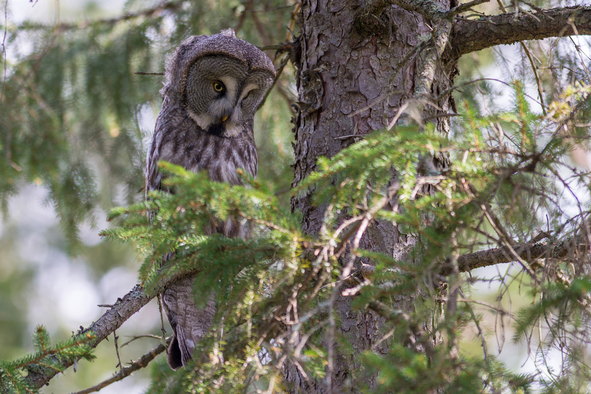 Great Grey Owl