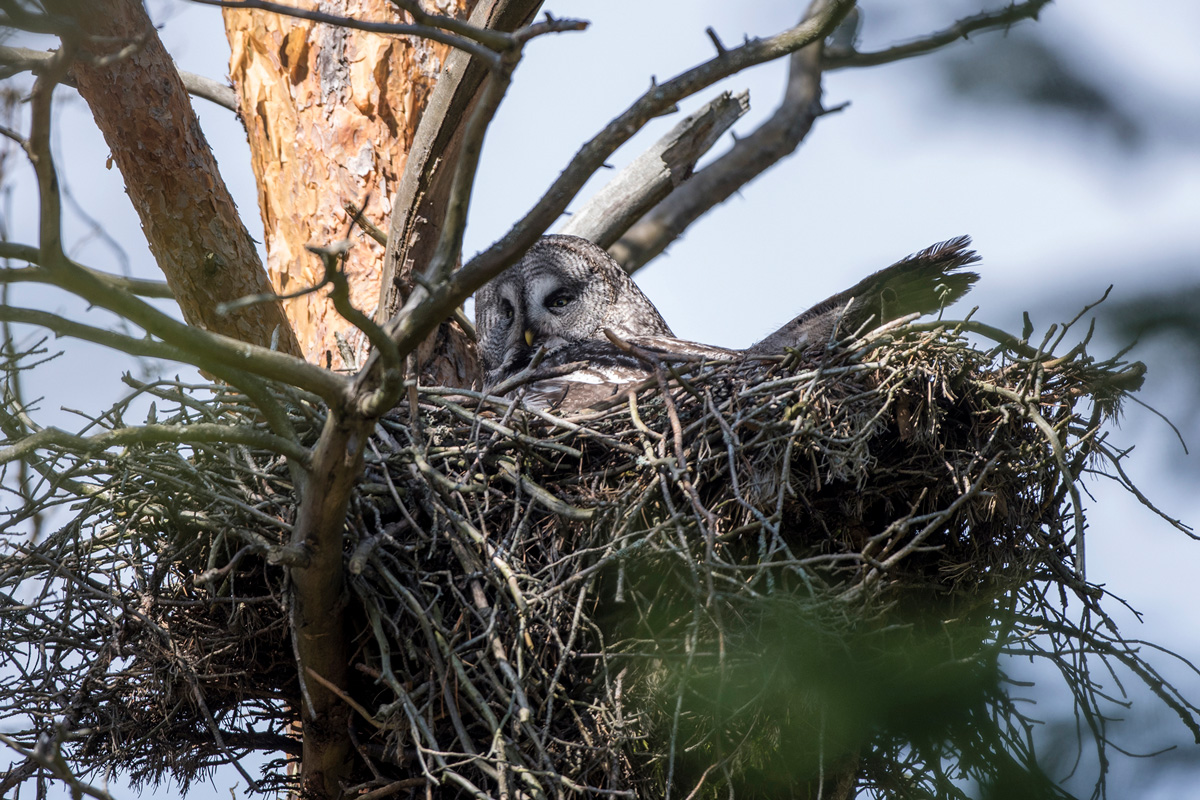 Great Grey Owl