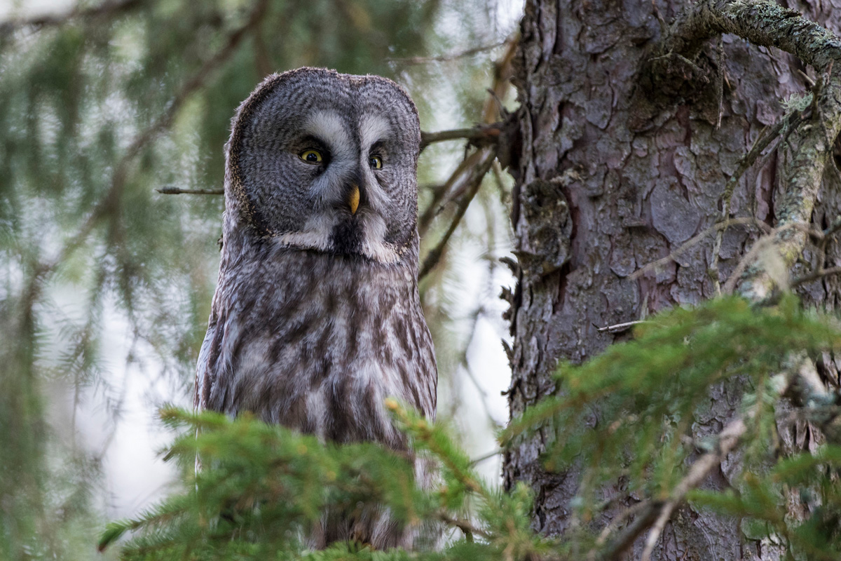 Great Grey Owl