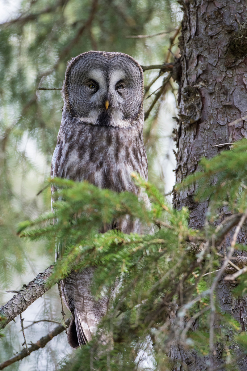 Great Grey Owl