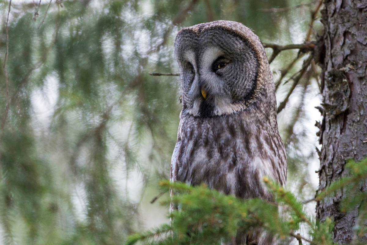 Great Grey Owl