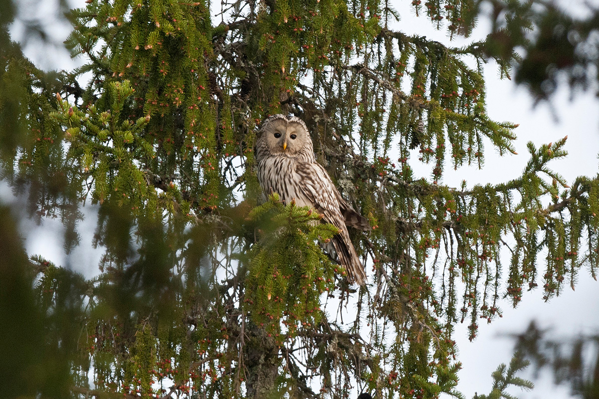 Ural Owl