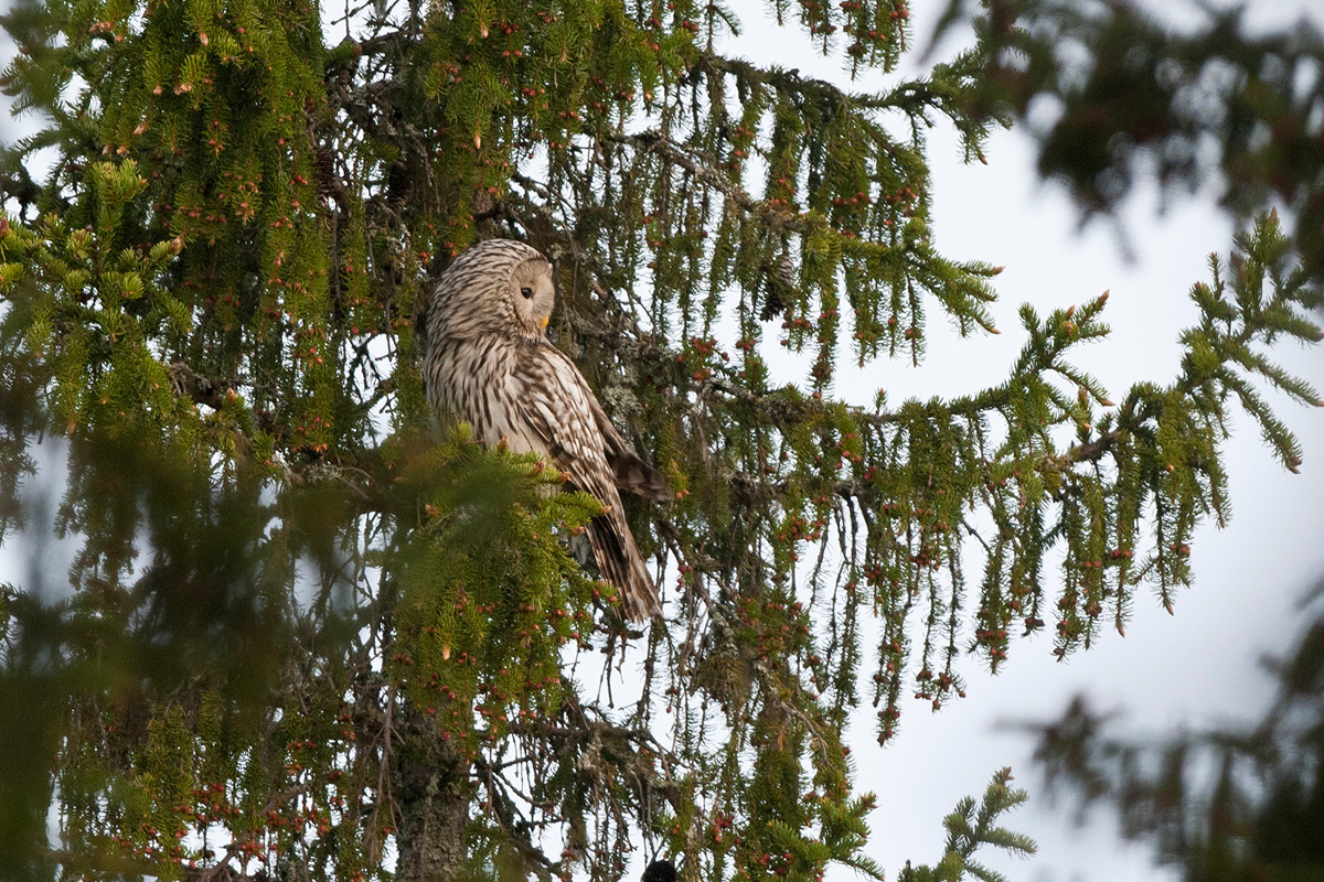 Ural Owl