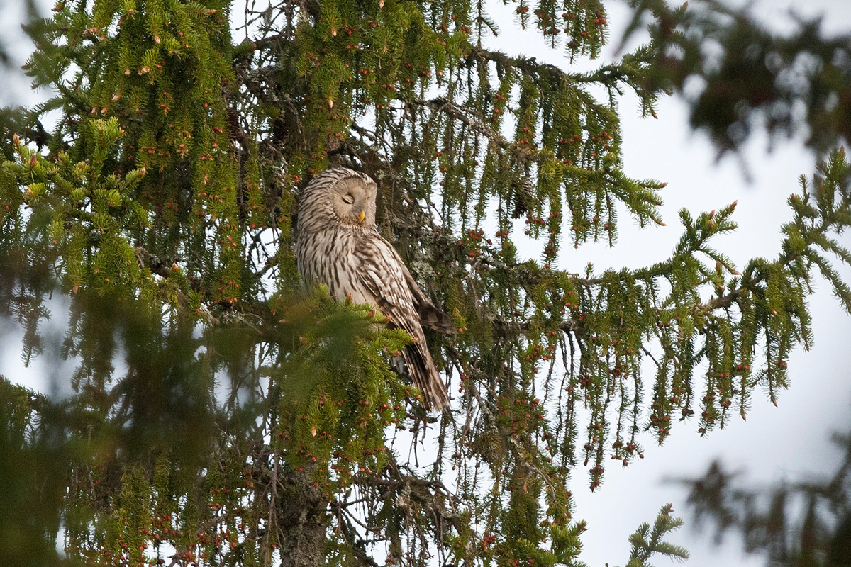 Ural Owl