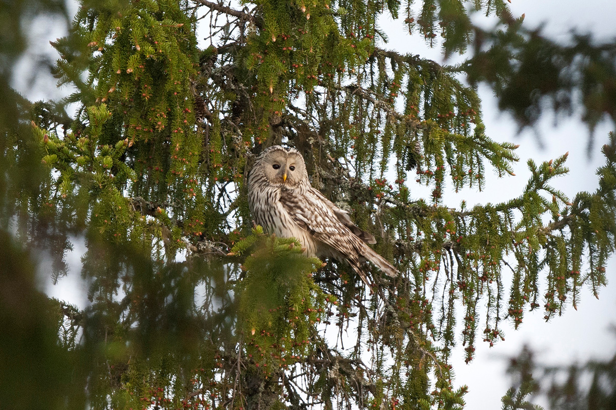 Ural Owl