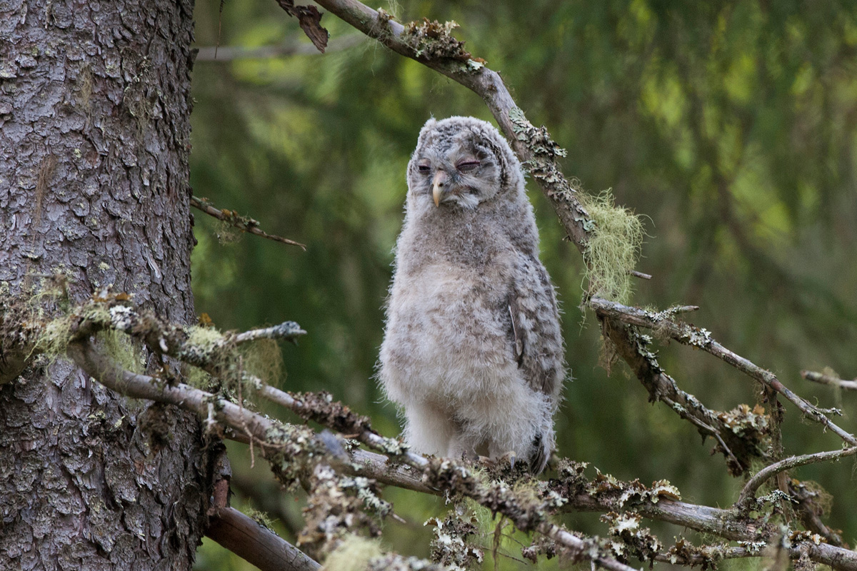 Ural Owl