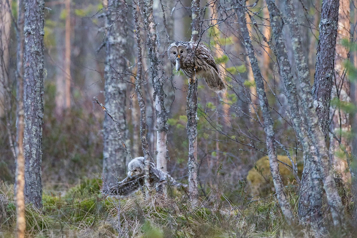 Ural Owl