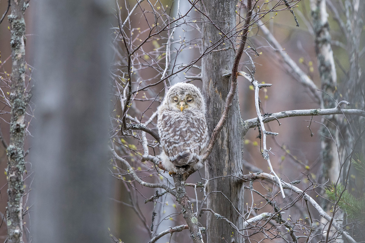 Ural Owl