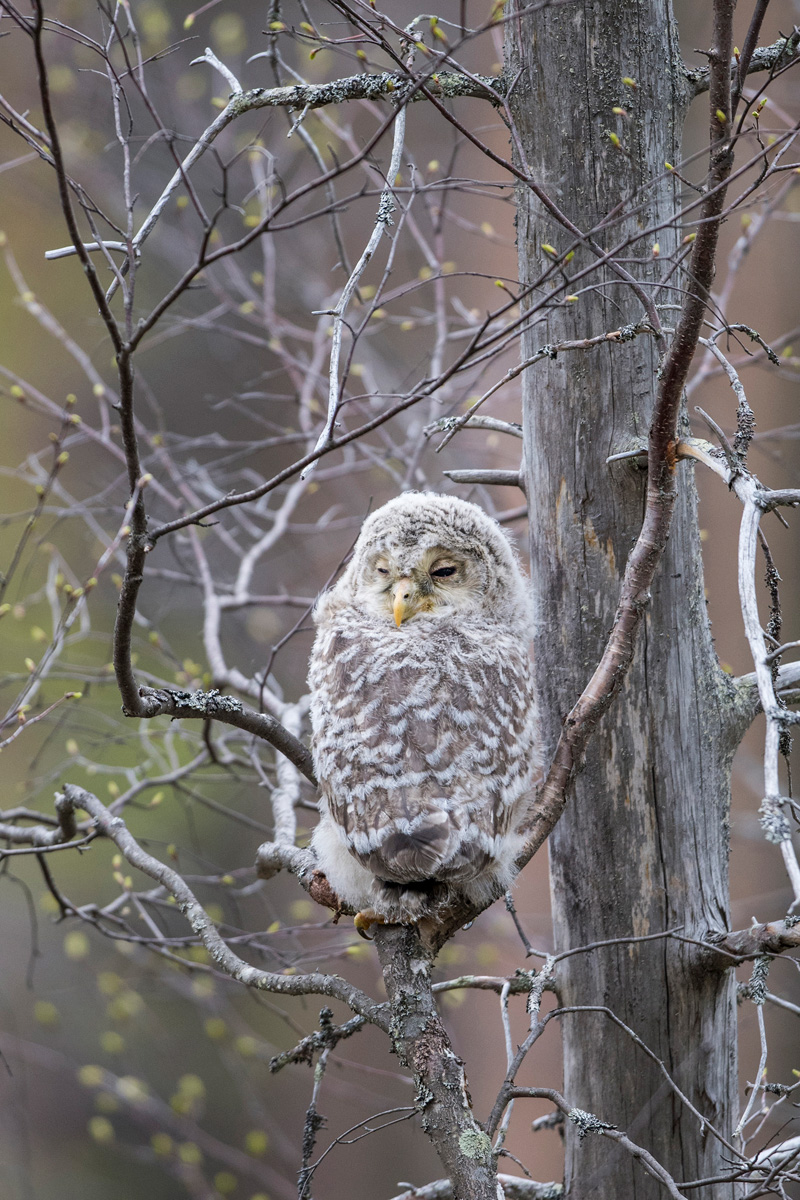 Ural Owl