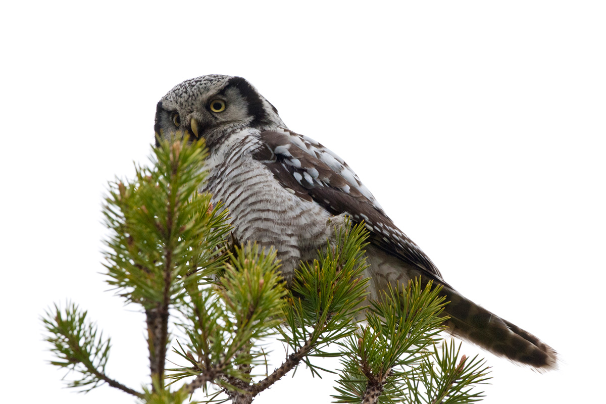 Northern Hawk-Owl