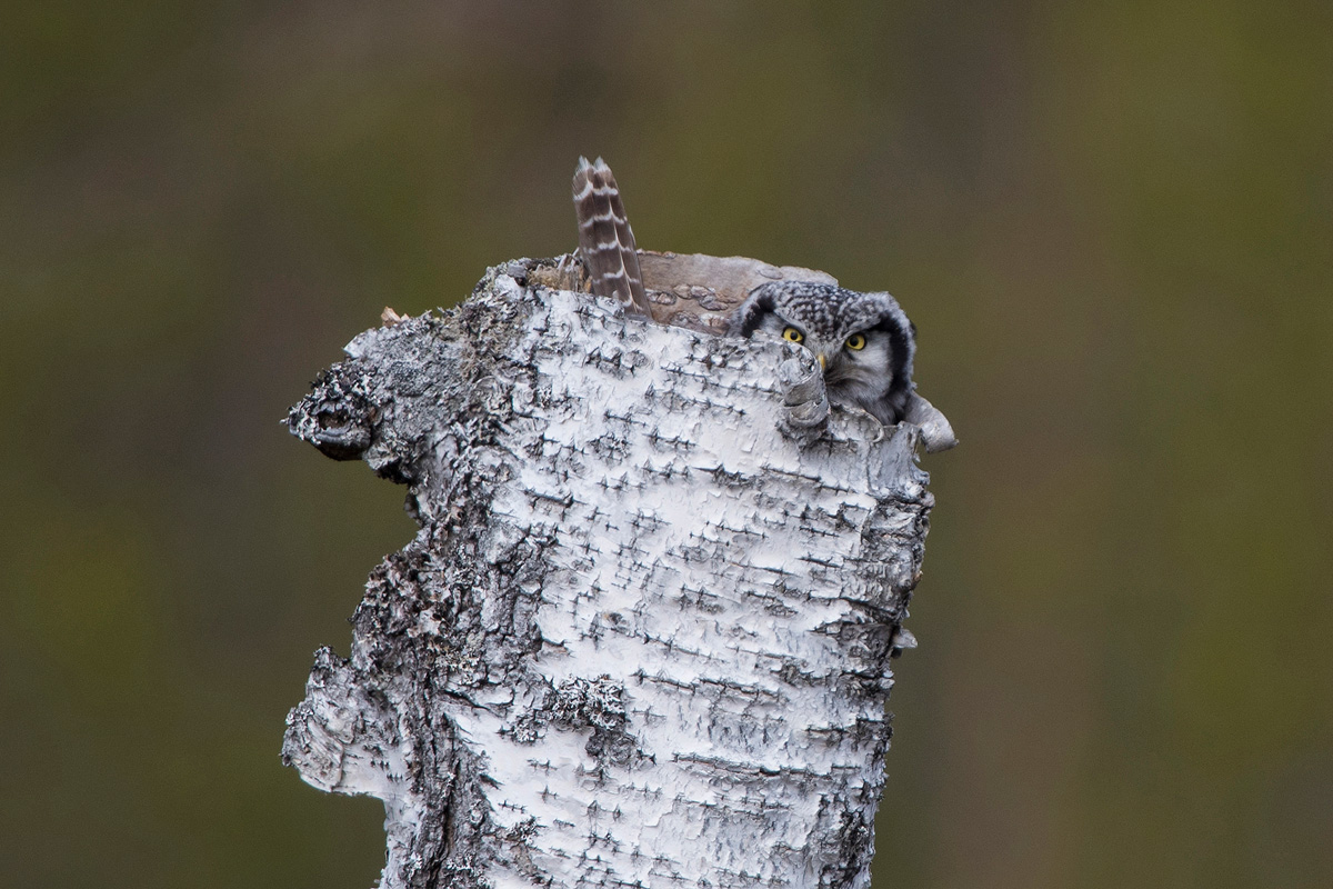 Northern Hawk-Owl