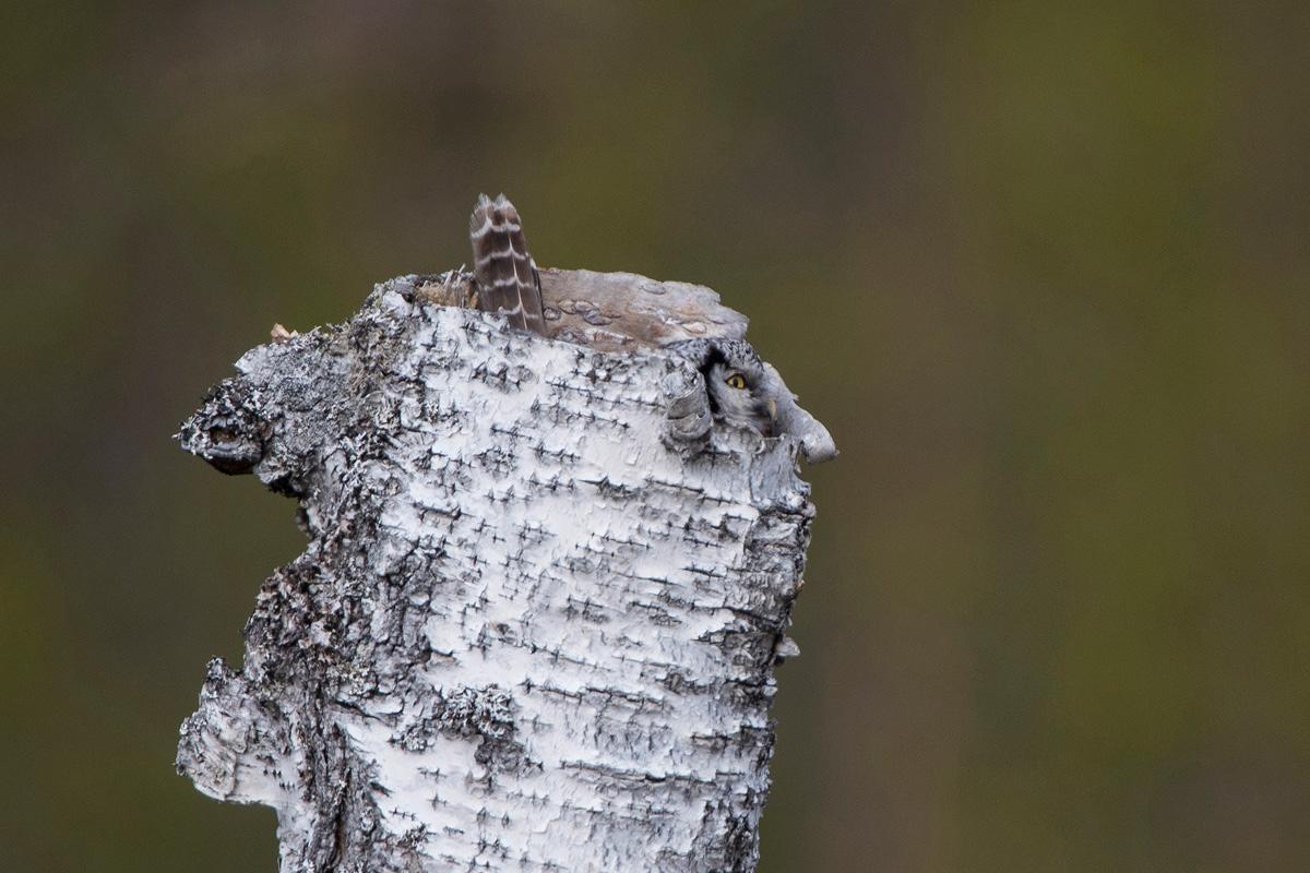 Northern Hawk-Owl