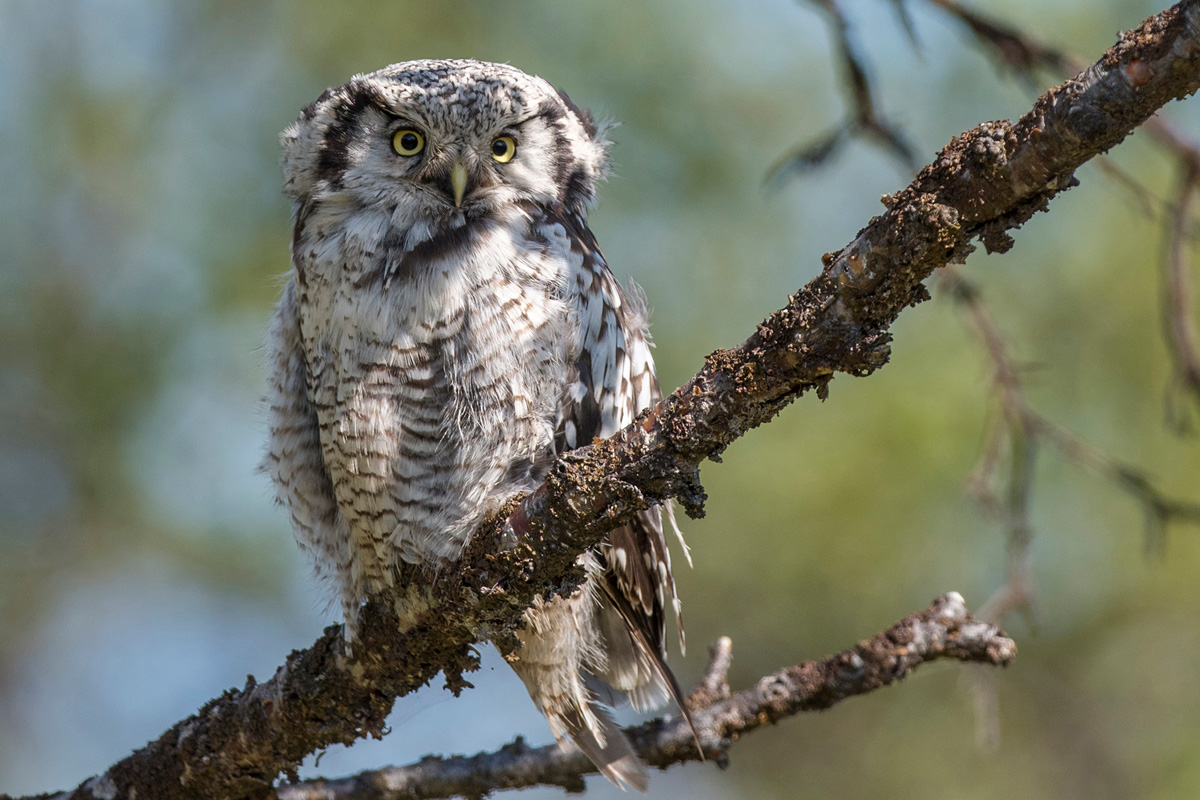 Northern Hawk-Owl