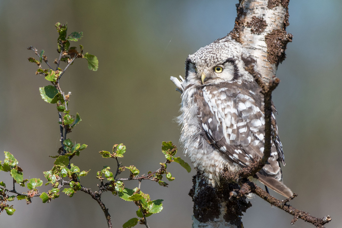 Northern Hawk-Owl