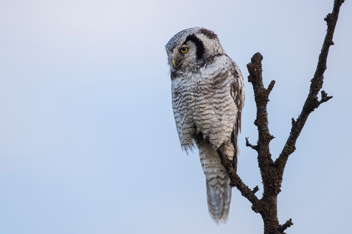 Northern Hawk-Owl