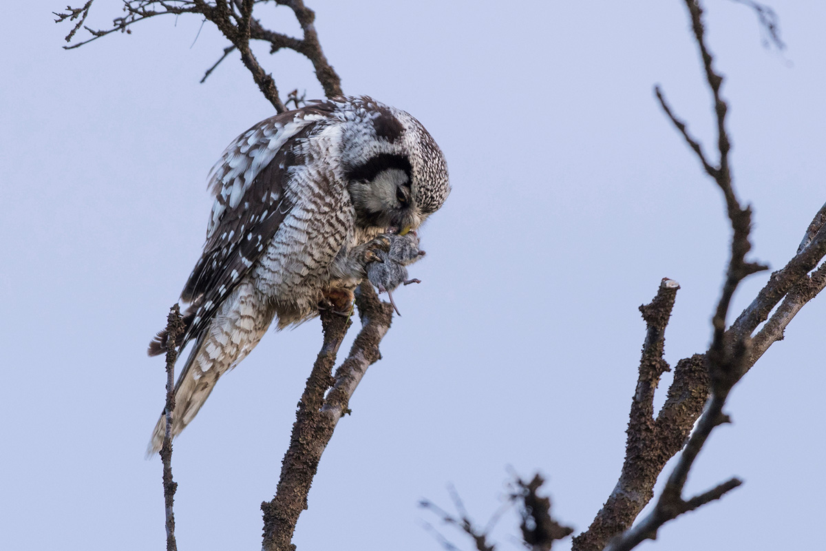 Northern Hawk-Owl